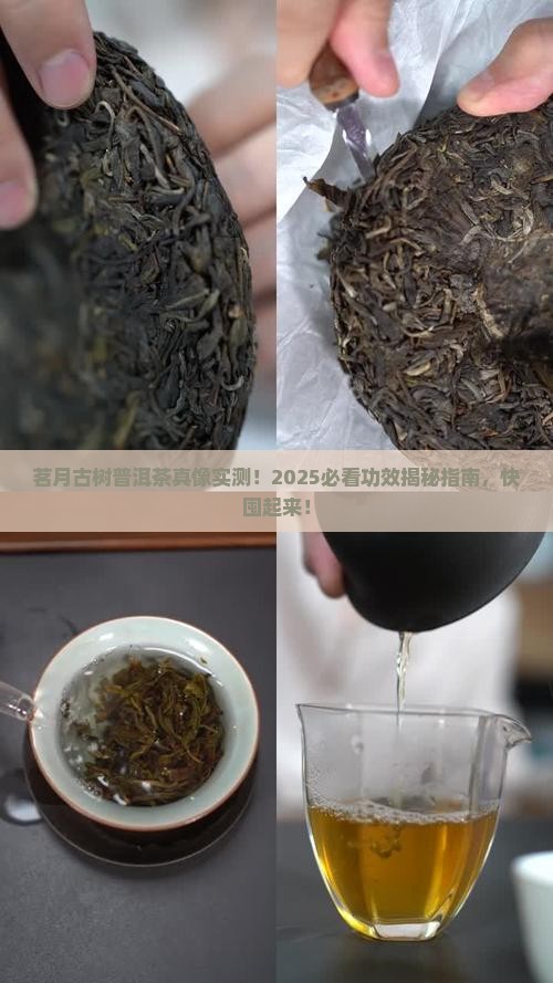 茗月古树普洱茶功效