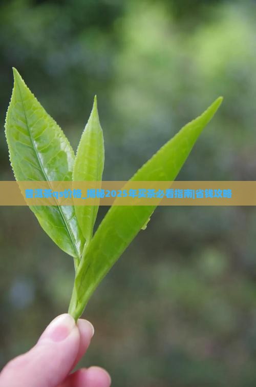 普洱茶qs价格