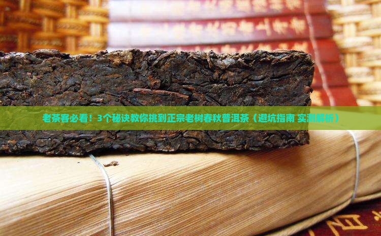 老树春秋普洱茶