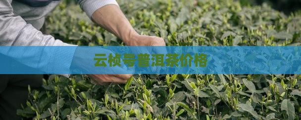 云桢号普洱茶价格