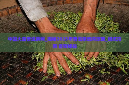 中国大益普洱茶网
