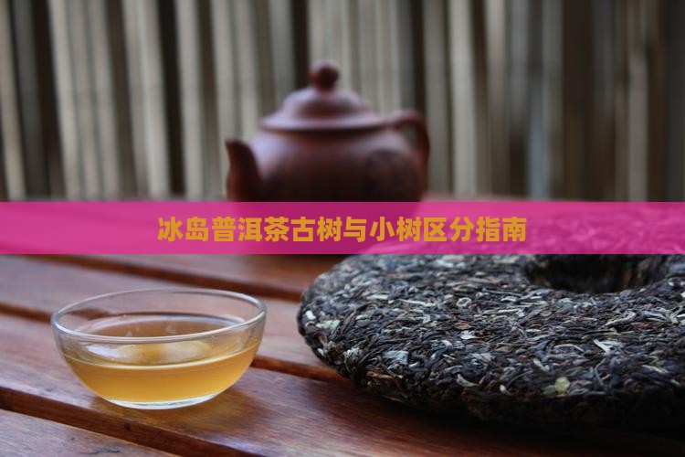 冰岛古树茶和小树茶区分