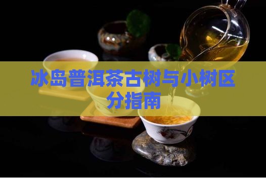 冰岛古树茶和小树茶区分