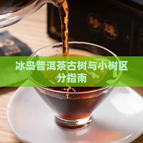 冰岛古树茶和小树茶区分