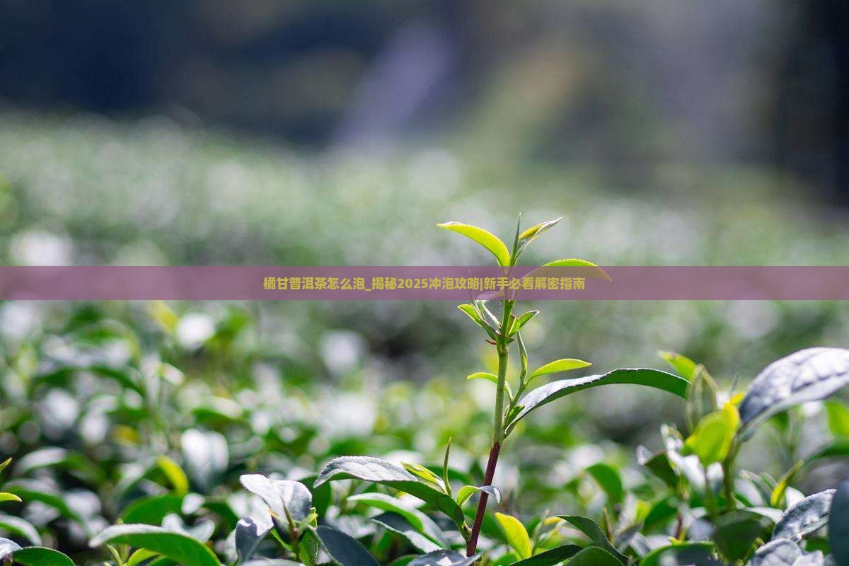 橘甘普洱茶怎么泡