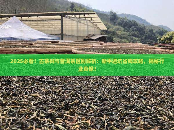 古茶树与普洱茶的区别是什么