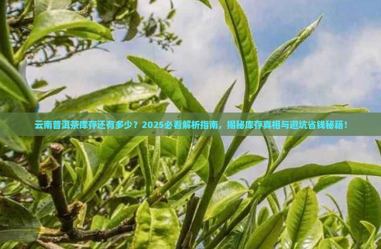 云南普洱茶库存