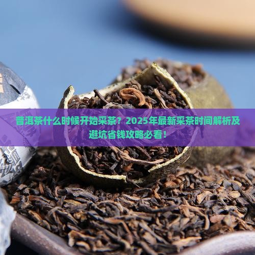 普洱茶什么时候开始采茶