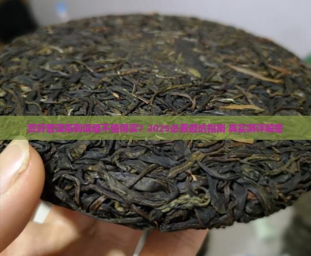 贡轩云南普洱茶