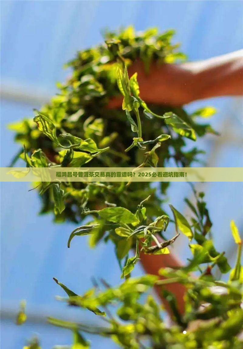 福鸿昌号普洱茶交易
