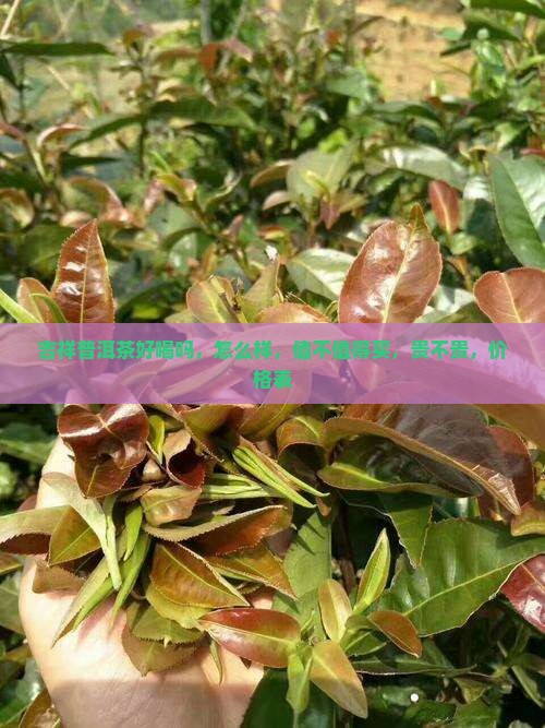 吉祥普洱茶好喝吗