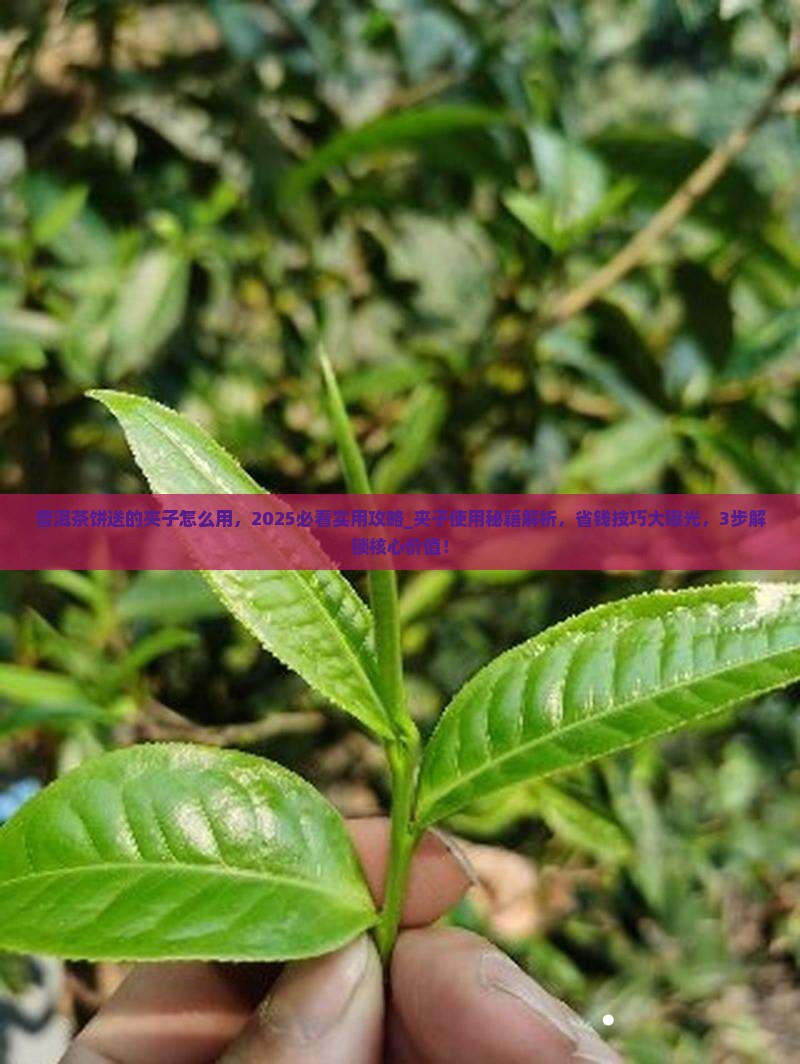 普洱茶饼送的夹子怎么用