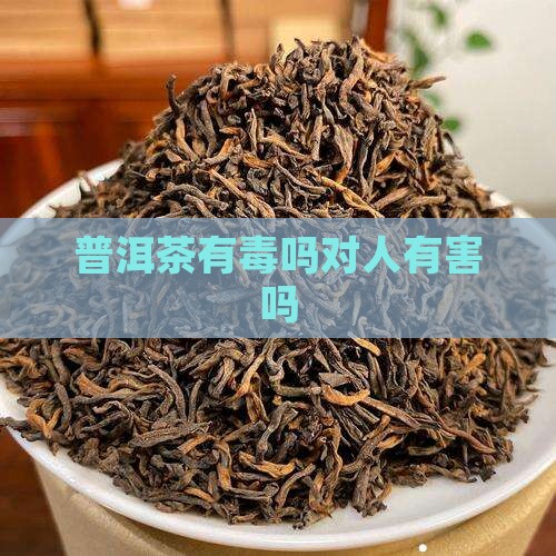 普洱茶有毒吗对人有害吗