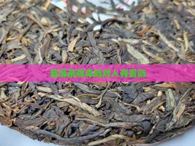 普洱茶有毒吗对人有害吗