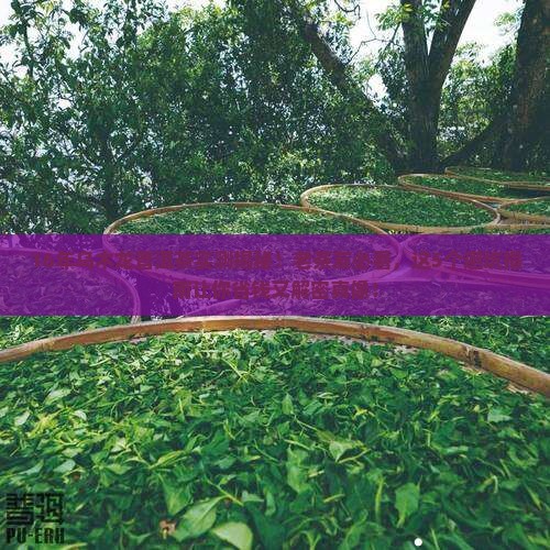 16年乌木龙普洱茶