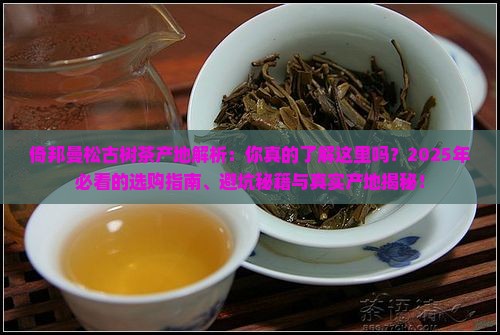 倚邦曼松古树茶产地