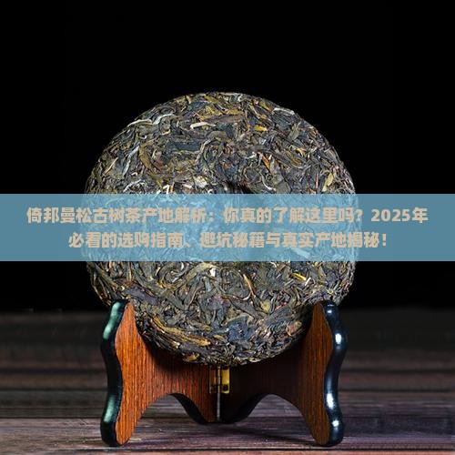倚邦曼松古树茶产地