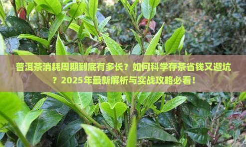 普洱茶消耗周期
