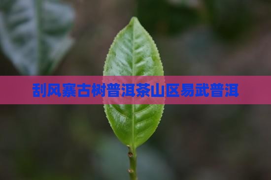 刮风寨茶普洱茶