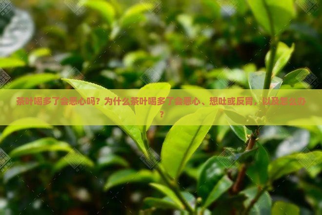茶叶喝多了会恶心吗