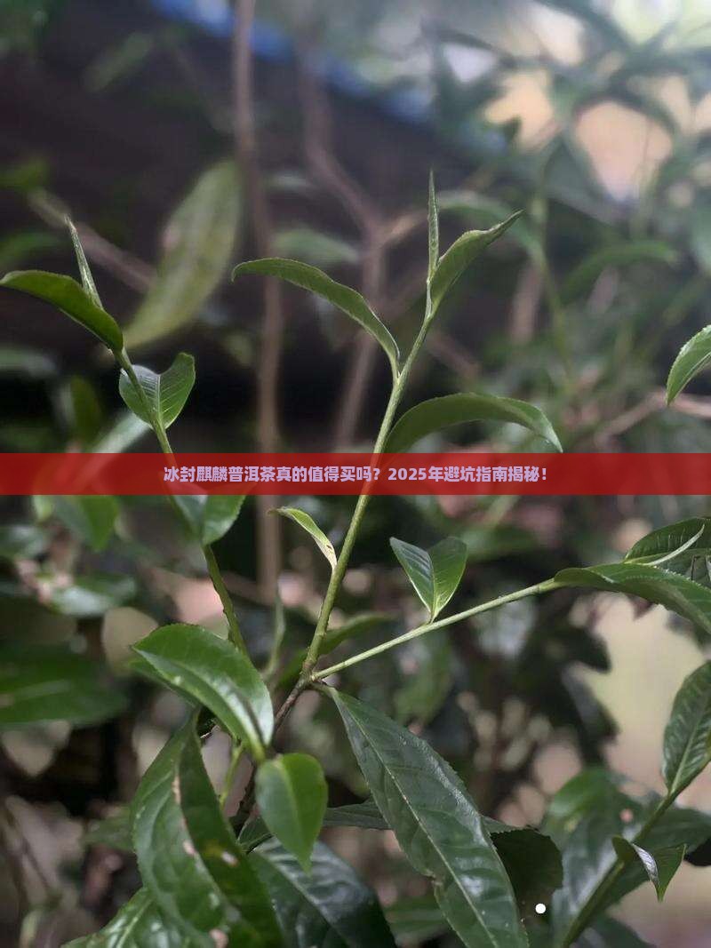 冰封麒麟普洱茶怎么样