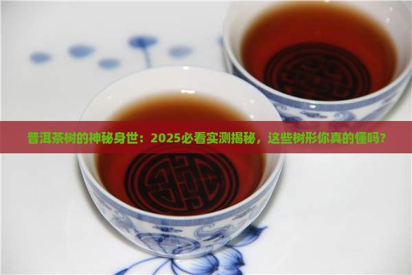 普洱茶有哪些树形