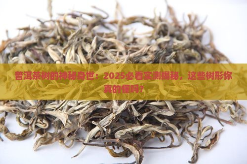 普洱茶有哪些树形