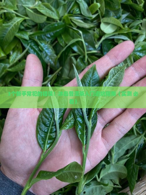 冰岛普洱茶入门