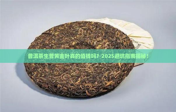 普洱茶生普黄金叶