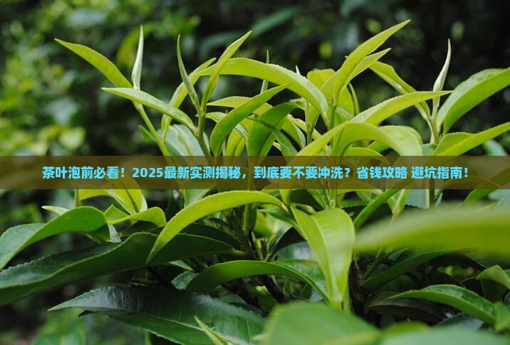 茶叶首次要冲洗吗