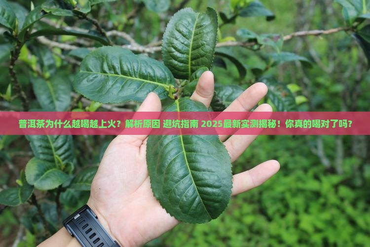 普洱茶为什么越喝越上火 普洱茶为什么越喝越上火