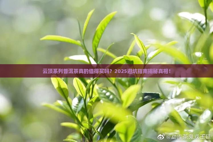 云顶系列普洱茶