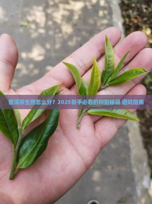 普洱茶生茶熟茶怎么辨别