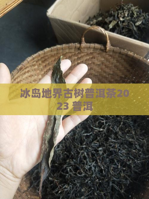 地界古树普洱茶2023