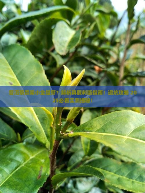 普洱茶条索小全是芽 普洱茶条索小全是芽