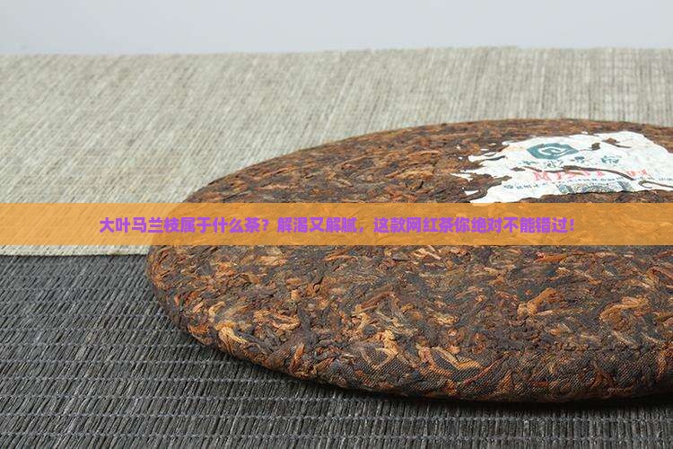 大叶马兰枝属于什么茶