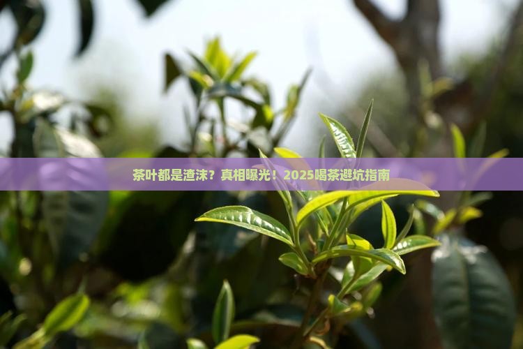 茶叶都是渣沫怎么办