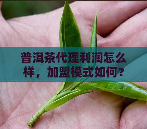 普洱茶代理利润怎么样