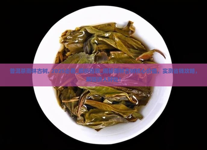 普洱茶雨林古树