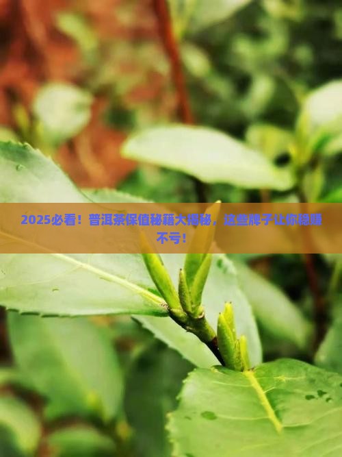 什么牌子的普洱茶保值