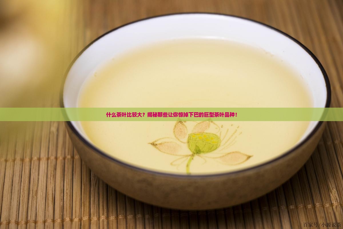 什么茶叶比较大