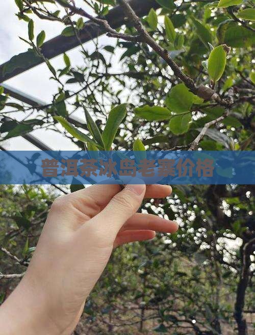 普洱茶冰岛老寨价格