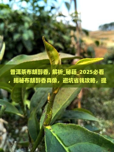 普洱茶布朗醇香