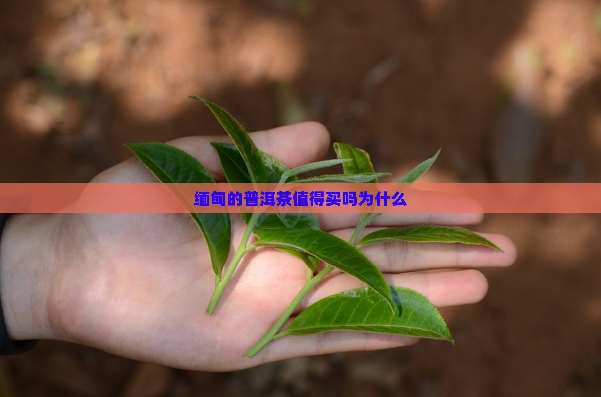 缅甸的普洱茶值得买吗为什么