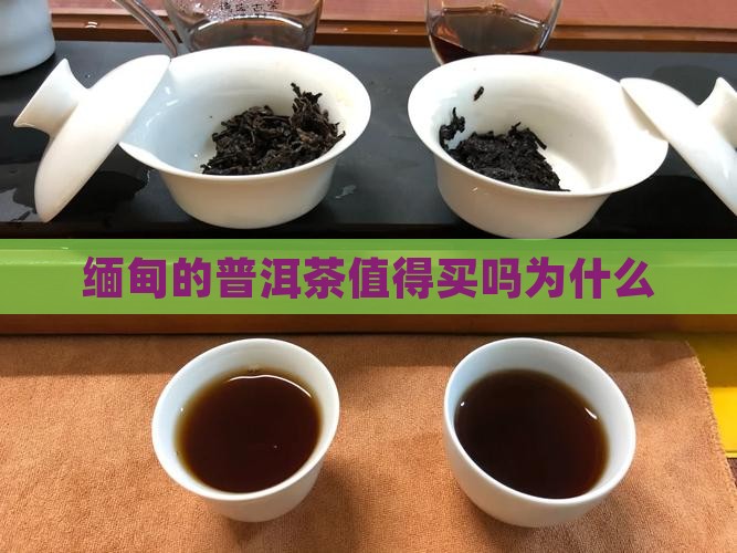 缅甸的普洱茶值得买吗为什么