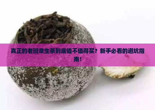 真正的老班章生茶