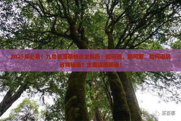 九类普洱茶的特点