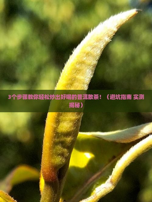 普洱茶叶自己炒制的散茶