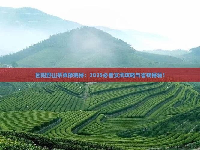 固阳野山茶有什么功效