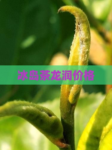 冰岛茶龙润价格